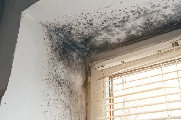 Trusted Crawl Space Mold Removal service in Elk Grove Village, IL - Cheap Mold Removal
